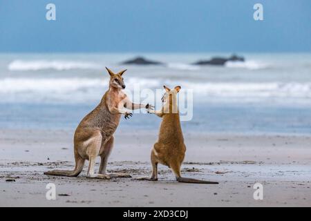 Drei Kängurus kämpfen am Strand in Cape Hillsborough, Queensland, Australien Stockfoto