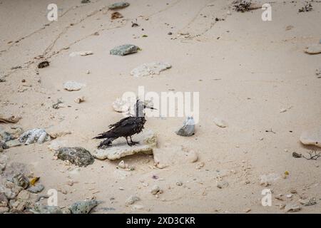 Samen von Pisonia-Baum, der auf Federn von Black Noddy Tern Bird auf Lady Musgrave Island, Great Barrier Reef, Queensland, Australien klebt. Stockfoto