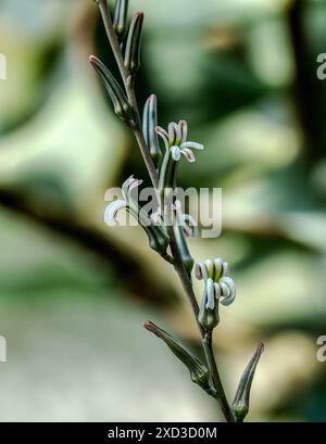 Haworthia limifolia Kaktusblüte. Botanischer Garten, Kit Karlsruhe, Deutschland, Europa Stockfoto