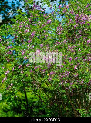 Indigofera tinctoria True Indigo – Erbsen-ähnliche violett-rosa Blüten Stockfoto