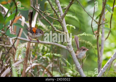 Ein paar rote Märchen sitzen auf Branch in a Tree, Queensland, Australien. Stockfoto