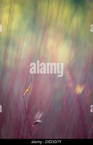Eine ätherische Illustration der Natur mit sanften Pinselstrichen aus Licht und Farben, die einen abstrakten, verschwommenen Hintergrund mit einem Hauch von Pflanzen erzeugen Stockfoto