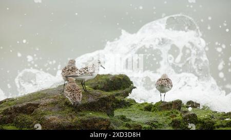 Dieses Bild zeigt eine Gruppe von Sanderlingen auf moosigen Felsen vor dem Hintergrund turbulenter Meereswellen in Kantabrien, Spanien Stockfoto
