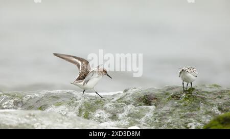 Zwei Sanderlinge, einer in der Mitte und der andere in der Richtung, gefangen an der moosbedeckten felsigen Küste von Kantabrien, Spanien, mit natürlichem Verhalten Stockfoto