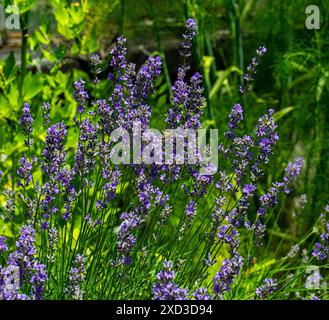 Lavandula angustifolia (gewöhnlicher Lavendel, echter Lavendel, Gartenlavender) blüht im Garten Stockfoto