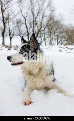 Ein Blue Merle Border Collie liegt wachsam in einem schneebedeckten Feld, umgeben von blattlosen Bäumen und winterlicher Kulisse Stockfoto