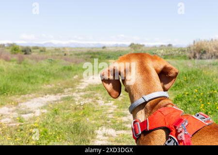 Ein Vizsla-Hund in einem Hartzeug blickt über einen malerischen Naturpfad mit üppigem Grün und fernen Bergen unter einem klaren blauen Himmel Stockfoto