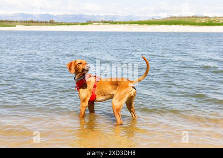 Ein Vizsla-Hund, der am Wasser in einer natürlichen Landschaft steht und mit einem sanften Ausdruck zurückblickt Stockfoto