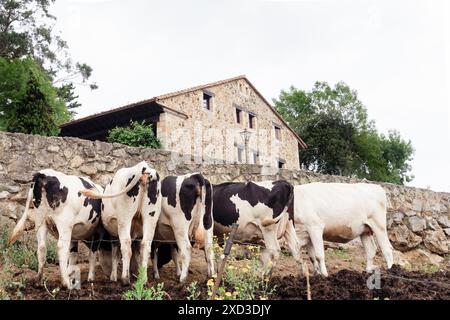 Eine Gruppe von schwarz-weißen Kühen, die an einer Steinmauer vor einem traditionellen rustikalen Steingebäude gesammelt sind, umgeben von üppigem Grün in einer ruhigen rura Stockfoto