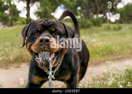 Ein verspielter Rottweiler hält ein blau zerrissenes Spielzeug im Mund und steht in einem Park mit grünen Bäumen und Gras im Hintergrund und zeigt seine Kraft Stockfoto