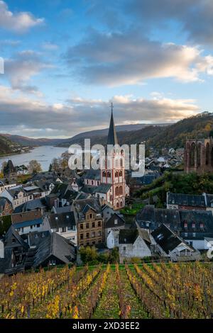 Erhöhter Blick auf Bacharach, Deutschland, mit der malerischen Kirche, den Überresten der Werner-Kapelle, Weinbergen in Herbstfarbe und dem Rhein, der fängt Stockfoto