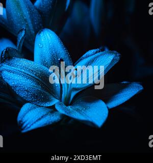 Lily Orange Flowers (Lilium Bulbiferum). Stockfoto
