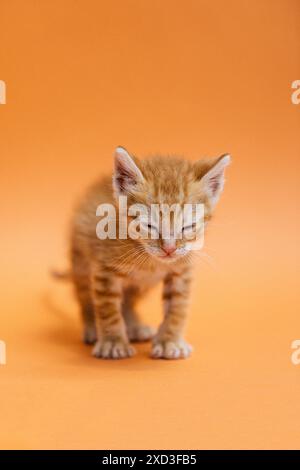 Ein junges, oranges Tabby-Kätzchen steht vor einem nahtlosen orangen Hintergrund und scheint in einem Moment der Schläfrigkeit zu blinzeln oder die Augen zu schließen. Seine Fellfarbe mischt b Stockfoto