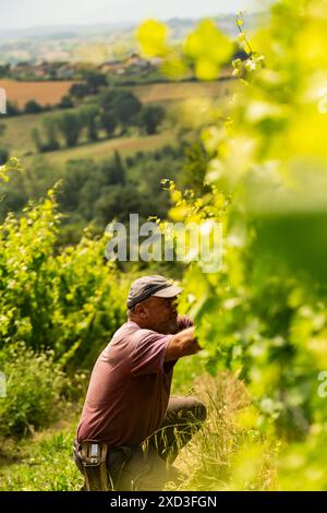 Ein Kellerarbeiter pflückt sorgfältig die Weinreben inmitten eines lebendigen, sonnendurchfluteten Weinbergs mit sanften Hügeln im Hintergrund Stockfoto