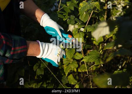Schneiden von Himbeerbüschen. Gartenarbeiten im Herbst. Hände mit Handschuhen Stockfoto