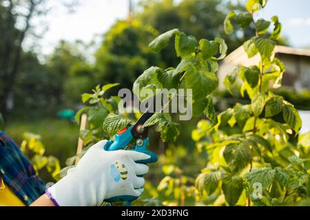 Schneiden von Himbeerbüschen. Gartenarbeiten im Herbst. Hände mit Handschuhen Stockfoto