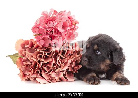 Ein Welpe aus einer tibetischen Dogenfarm schläft friedlich neben Blumen auf weißem Hintergrund Stockfoto