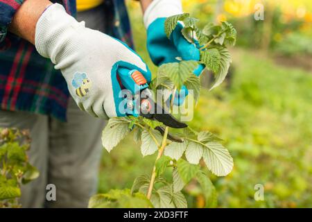 Schneiden von Himbeerbüschen. Gartenarbeiten im Herbst. Hände mit Handschuhen Stockfoto