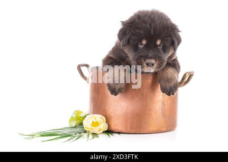 Welpe aus einer tibetischen Doggenzucht in einer Kupfermarmitte neben Blumen auf weißem Hintergrund Stockfoto