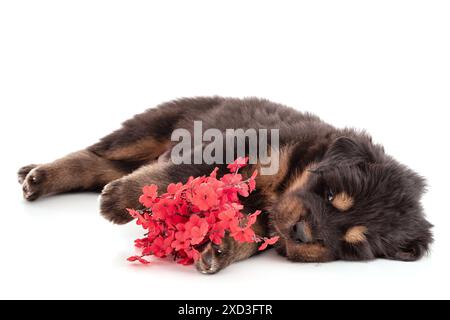 Ein Welpe aus einer tibetischen Dogenfarm schläft friedlich neben Blumen auf weißem Hintergrund Stockfoto