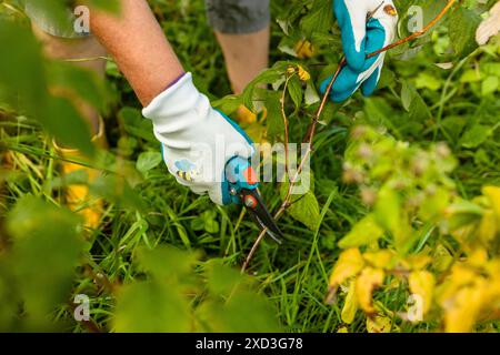 Schneiden von Himbeerbüschen. Gartenarbeiten im Herbst. Hände mit Handschuhen Stockfoto
