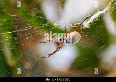 Goldene Seidenspinne, wissenschaftlicher Name nephila, ist in warmen Regionen der Welt zu finden und bekannt für ihre beeindruckenden Netze, die sie drehen. Stockfoto