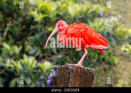 Ein reifer Scharlach Ibis, Eudocimus ruber, auf einem Pfosten. Eine Diät von roten Krebstieren erzeugt die scharlachrote Färbung. Bedroht in der Wildnis und dem n Stockfoto