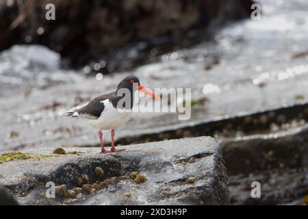 Austernfänger auf den Shetland-Inseln. Stockfoto