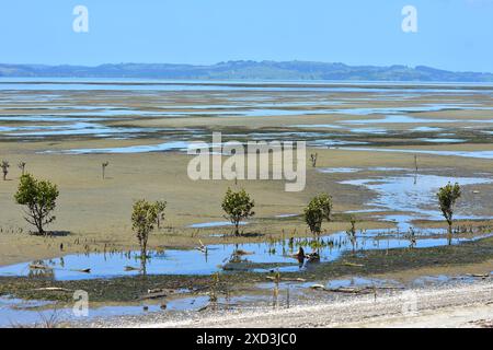 Schlammflächen mit Pfützen und kleinen Mangroven bei Ebbe an der flachen Küste des Manukau Harbour. Lage: Auckland Neuseeland Stockfoto