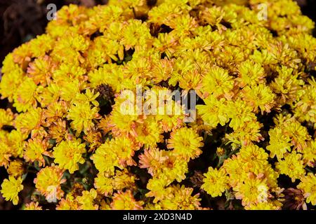 Nahaufnahme der gelben Chrysanthemenblume, die im Garten blüht Stockfoto