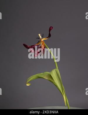 Verfallene Tulpe Stockfoto