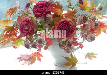 Botanik, Rosen, Astratia Major und Acer Blätter in einem weißen Krug., ADDITIONAL-RIGHTS-CLEARANCE-INFO-NOT-AVAILABLE Stockfoto