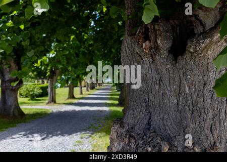 Ein friedlicher, von Bäumen gesäumter Weg mit einer strukturierten Rinde im Vordergrund, der an einem sonnigen Tag unter einem Baldachin aus grünen Blättern in die Ferne führt. Stockfoto