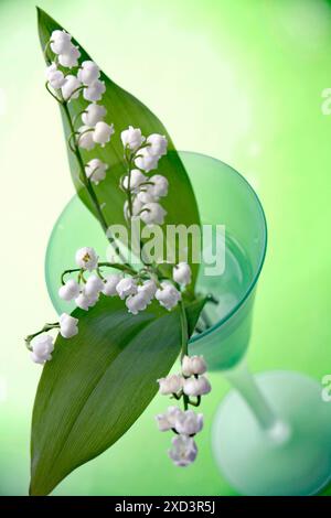Botanik, Convallaria in einem grünen Glas auf grünem Hintergrund, ADDITIONAL-RIGHTS-CLEARANCE-INFO-NOT-AVAILABLE Stockfoto