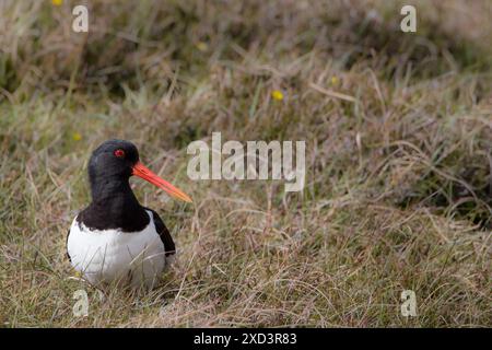 Austernfänger auf den Shetland-Inseln. Stockfoto