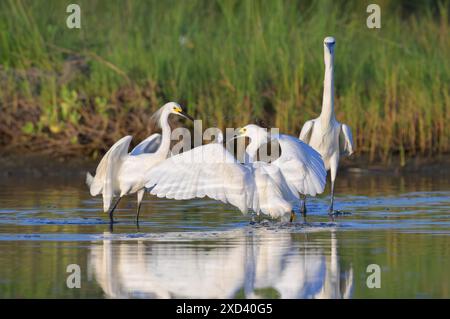 Schneebedeckte Reiher (Egretta thula) jagen in einer Lagune neben dem stehenden rötlichen Reiher, weißer Morph (Egretta rufescens), Galvseton, Texas, USA. Stockfoto