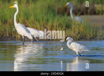 Schneebedeckte Reiher (Egretta thula) Jagd in einer Lagune neben den großen Reihern (Ardea alba), Galvseton, Texas, USA. Stockfoto