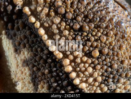 Skin on the Side of the Gulf Coast Toad (Incilius nebulifer), Bastrop County, Texas, USA. Stockfoto