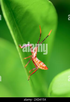 Nymphe der riesigen leaffooten Käfer (Acanthocephala declivis) auf einem Zitrusblatt, Galveston, Texas, USA. Stockfoto