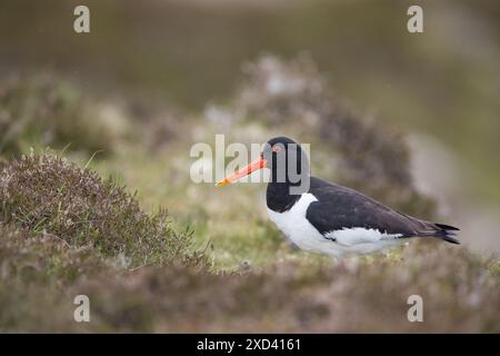 Austernfänger auf den Shetland-Inseln. Stockfoto