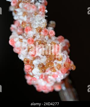 Apfelschnecken (Pomacea maculata) schlüpfen aus Eiern, Houston Area, Texas, USA. Stockfoto