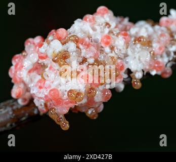 Apfelschnecken (Pomacea maculata) schlüpfen aus Eiern, Houston Area, Texas, USA. Stockfoto