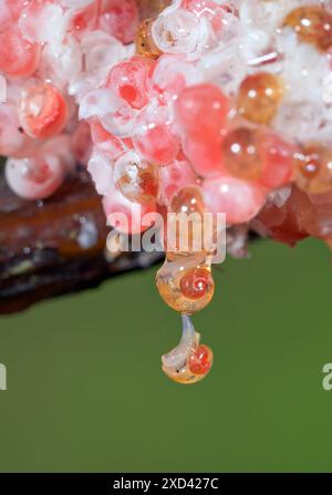 Apfelschnecken (Pomacea maculata) schlüpfen aus Eiern und fallen aus der Kupplung ins Wasser, Houston Area, Texas, USA. Stockfoto