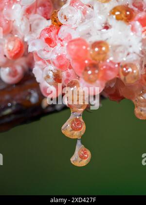 Apfelschnecken (Pomacea maculata) schlüpfen aus Eiern und fallen aus der Kupplung ins Wasser, Houston Area, Texas, USA. Stockfoto