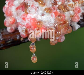 Apfelschnecken (Pomacea maculata) schlüpfen aus Eiern und fallen aus der Kupplung ins Wasser, Houston Area, Texas, USA. Stockfoto