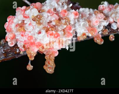 Apfelschnecken (Pomacea maculata) schlüpfen aus Eiern und fallen aus der Kupplung ins Wasser, Houston Area, Texas, USA. Stockfoto