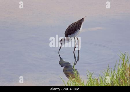 Schwarzflügelstelze (Himantopus himantopus), Jungfischfütterung, Mündung des Naturschutzgebiets Guadalhorce, Malaga, Andalusien, Spanien. Stockfoto