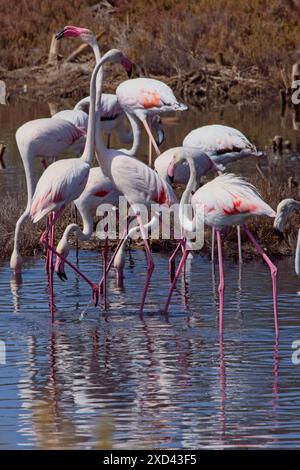 Große Flamingos (Phoenicopterus roseus), Fütterung, stehend in einem See, Mündung des Guadalhorce Naturparks, Malaga, Andalusien, Spanien. Stockfoto