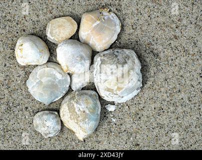 Fossile Kopffüßer sind wissenschaftlich wertvoll und Gegenstand intensiver Entwicklungsforschung im Ostseeraum. Stockfoto