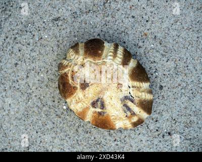 Fossile Seeigel im Ostseeraum aus der paläogenen und neogenen Zeit entstanden durch Sedimentablagerung und Mineralisierung. Stockfoto